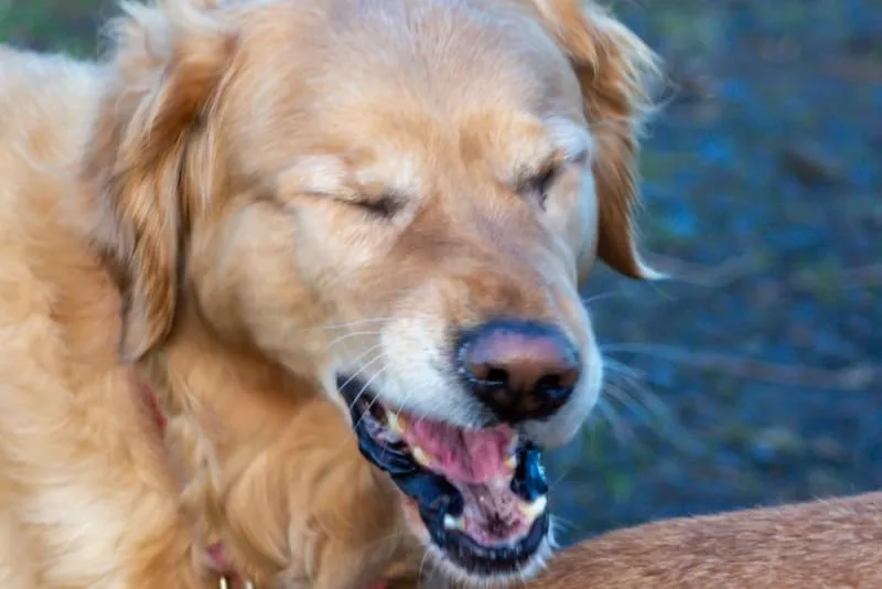 Dog Dry Heaving