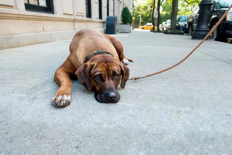 How to Help a Constipated Dog