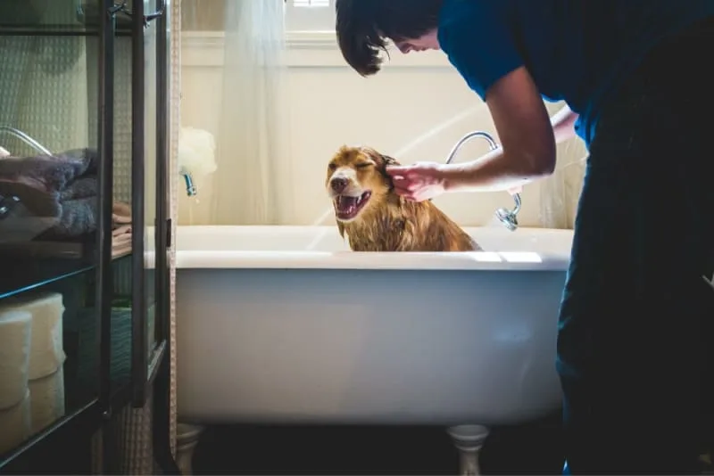 How Often Should I Bathe My Dog?