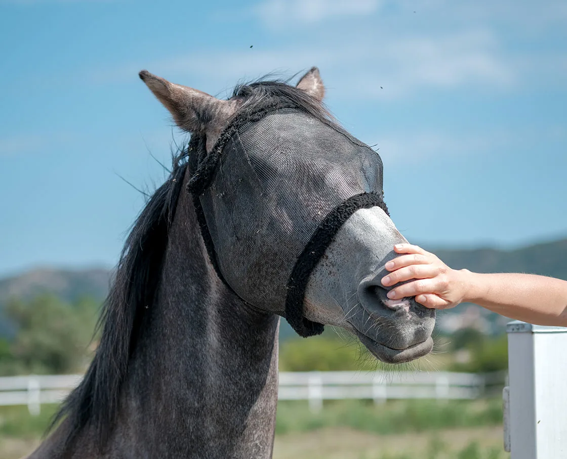 hand on horse nose with fly mask