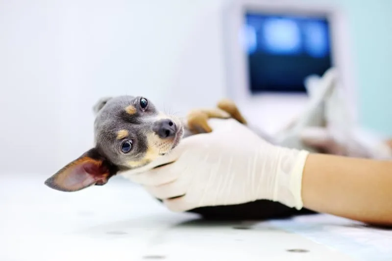 TPLO Surgery in Dogs