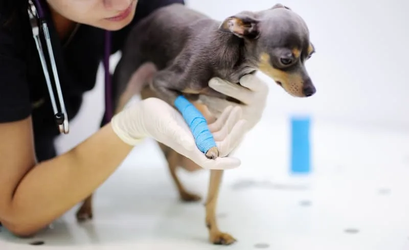 Dog Joint Pain: Signs and Symptoms