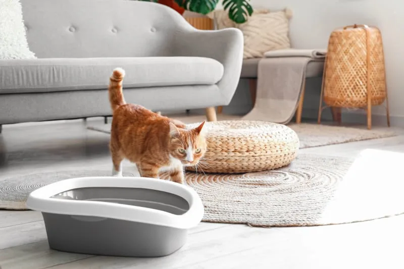 Cat Peeing Outside The Litter Box