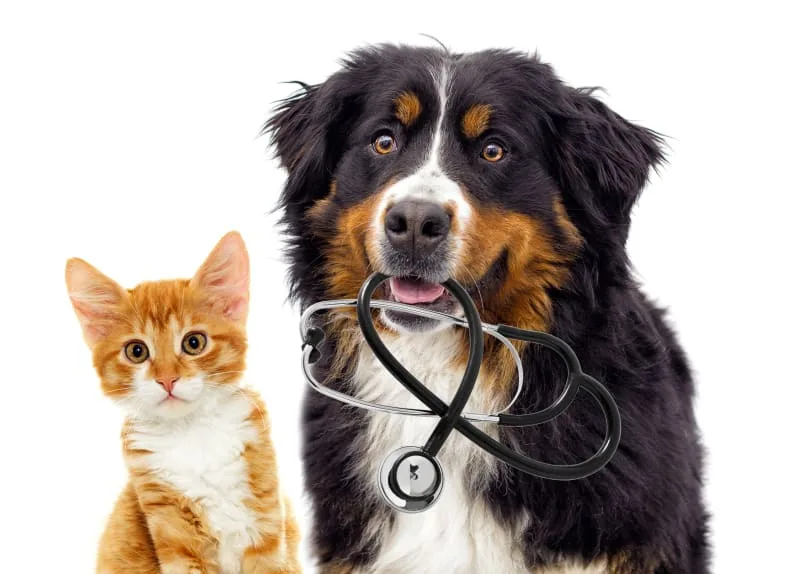 The Importance of Cat & Dog Checkups