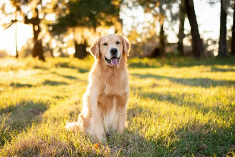 The Most Common Dog Illnesses: Symptom Checker