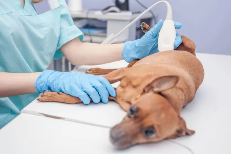 Ultrasound Examination in Dogs