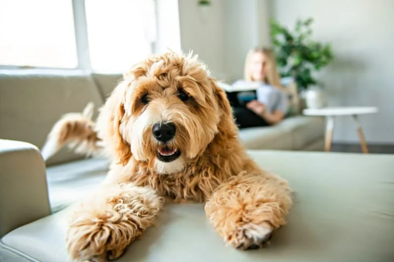 What is Whipworm in dogs? Causes, Treatment & Prevention