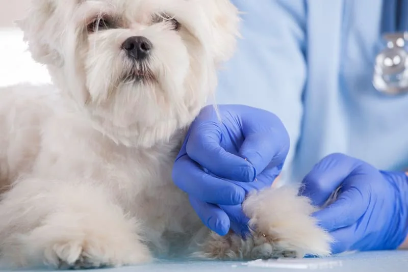 Managing Pain in Dogs