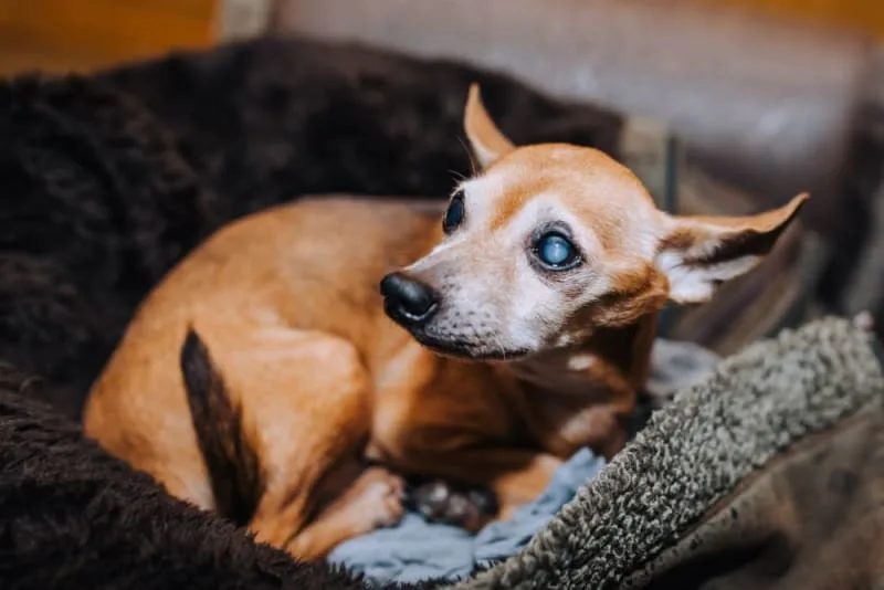 Cataract Surgery for Dogs