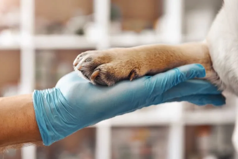 Surgery to Treat Hip Dysplasia in Dogs