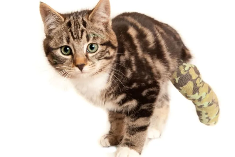 Femoral Head Ostectomy (FHO) Surgery for Cats
