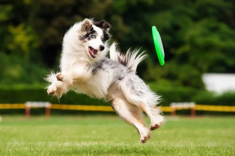 ACL Injuries in Dogs