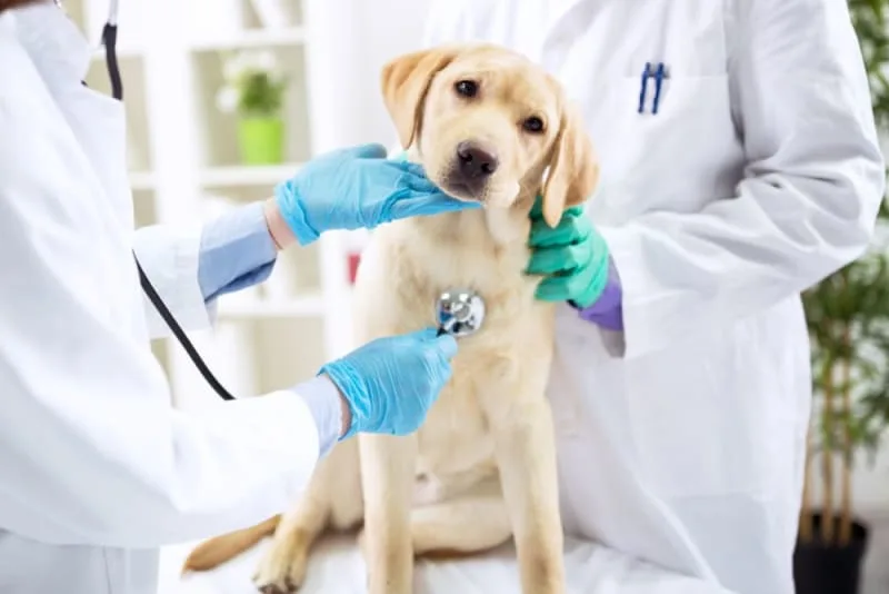 When to Visit an Emergency Vet?