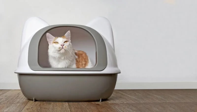Treating Bladder Stones in Cats