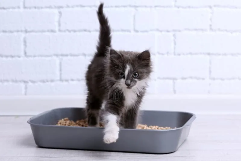 Cat Urinary Tract Infection