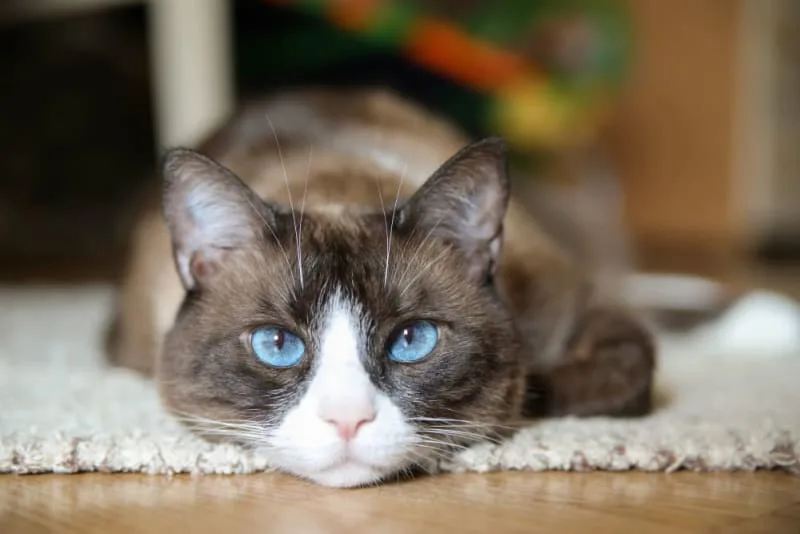Ear Hematoma Surgery in Cats