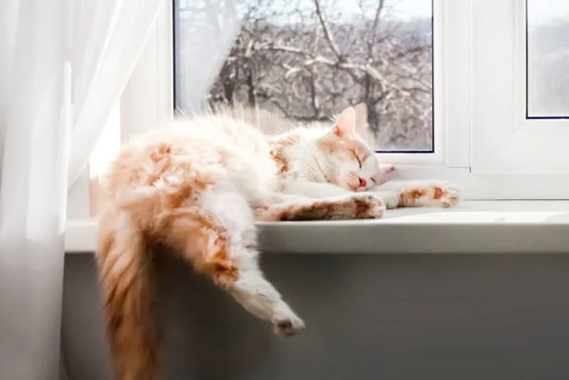 Should I Get My Indoor Cat Vaccinated?