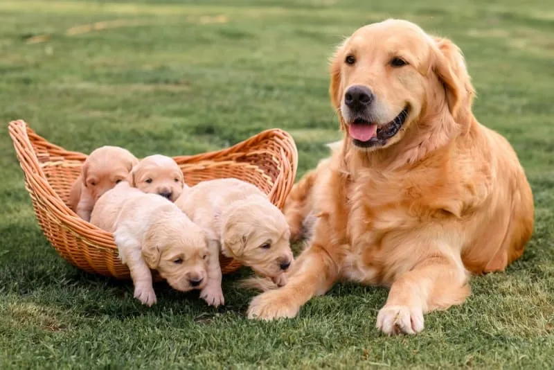 C-Section for Dogs: Everything You Should Know
