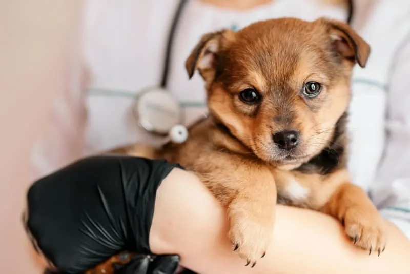 Dog Parvovirus