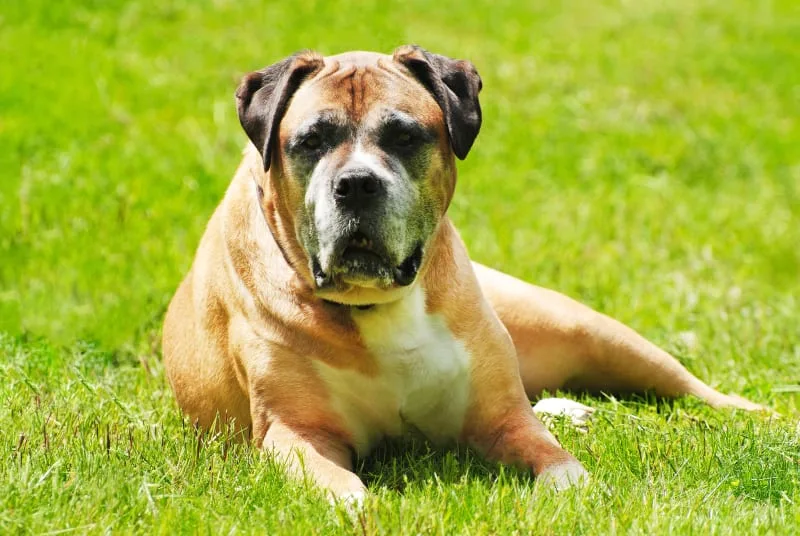 Best Dog Food For Senior Dogs