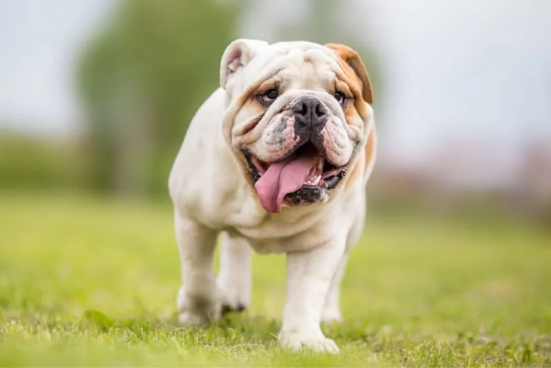 Brachycephalic Airway Syndrome in Dogs
