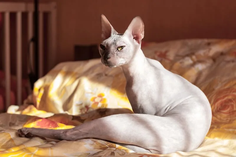 Treating Cat Skin Allergies