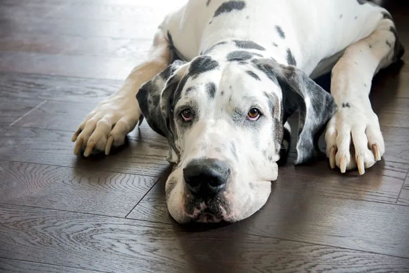 Dog ACL Injuries & Treatments