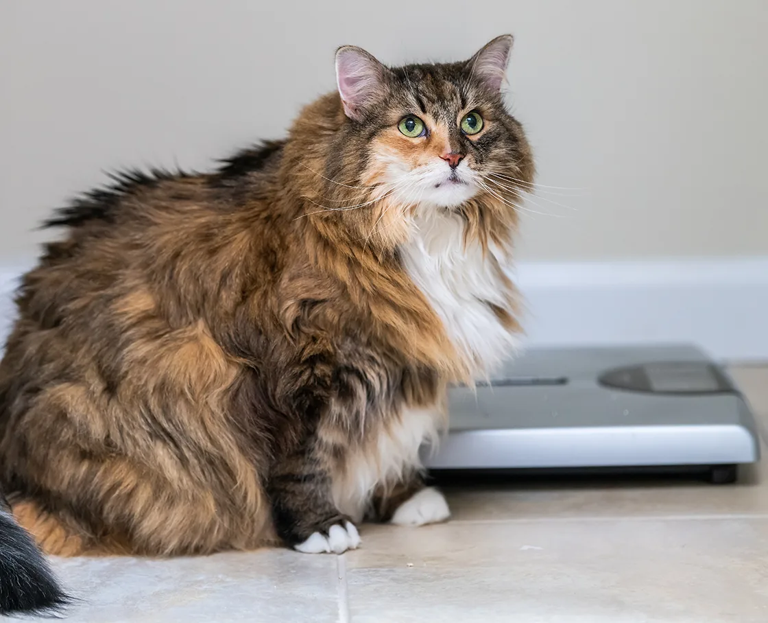 fat domestic medium haired cat with scale
