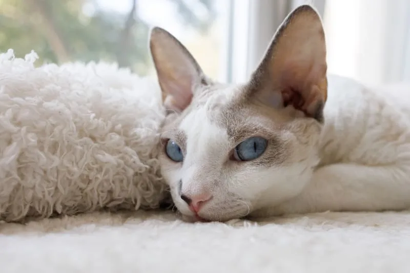 How long can I leave my cat alone?