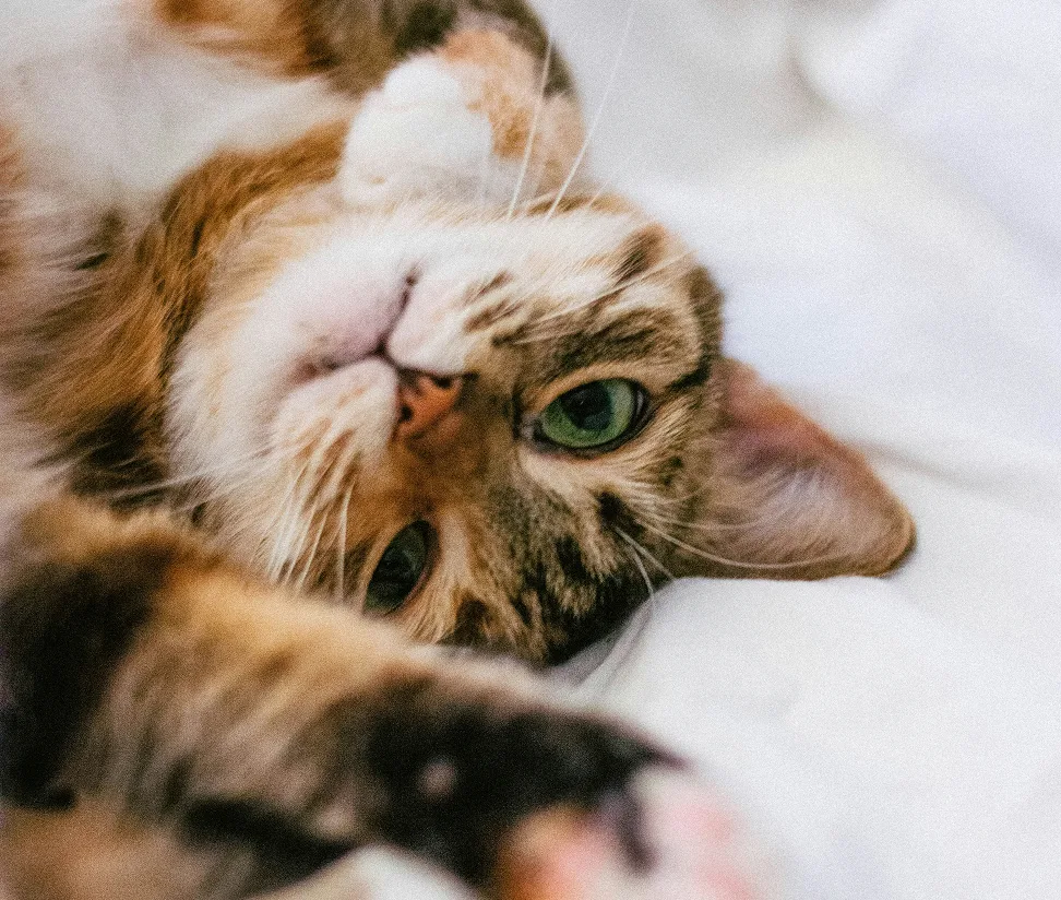 Calico cat lying on its back on white fabric, green eyes to camera