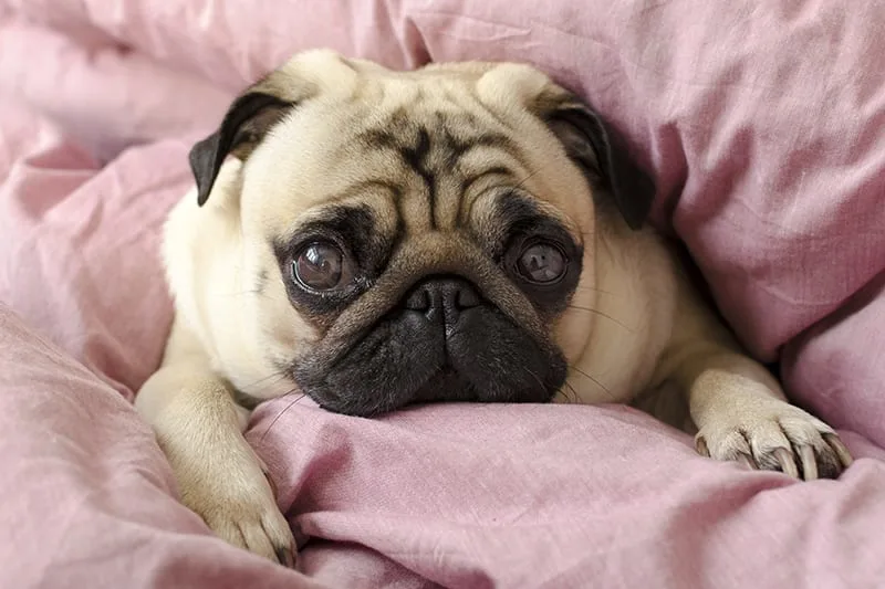 Dog Depression & Anxiety - What Pet Parents Can Do To Help