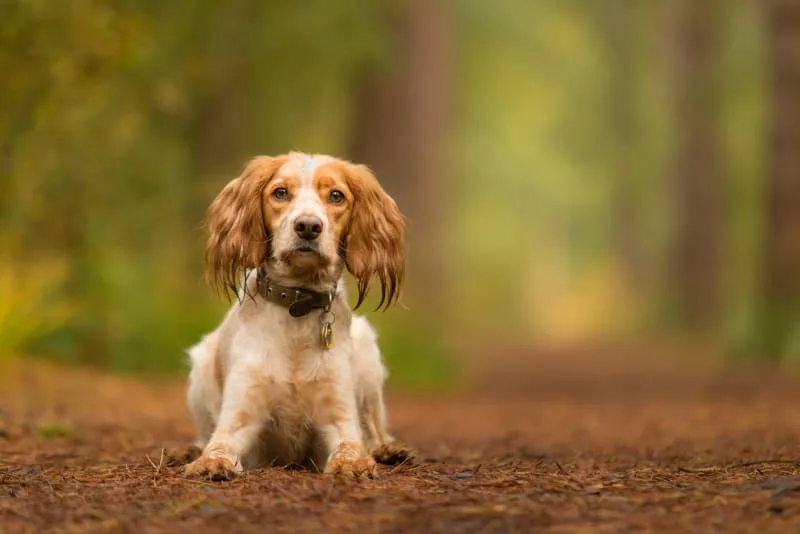 Rabies Vaccine Schedule for Dogs