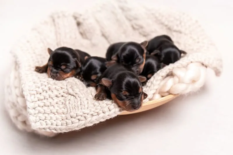 How much does a dog C-section cost? Does my dog need one?