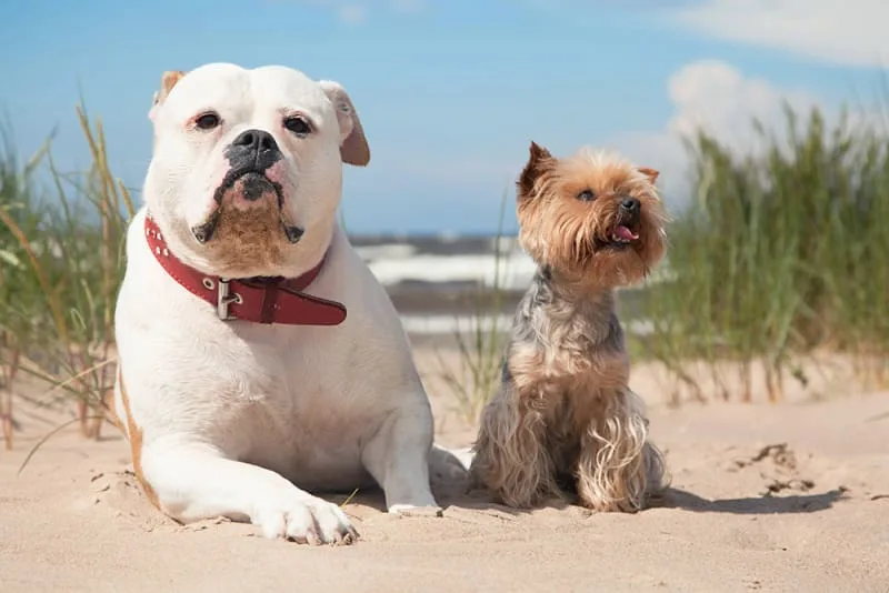 Surgical Treatments for Hip Dysplasia in Dogs