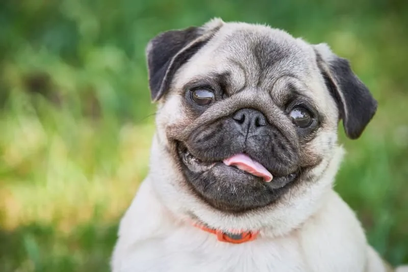 Drooling in Dogs: Why They Do it & What to Do