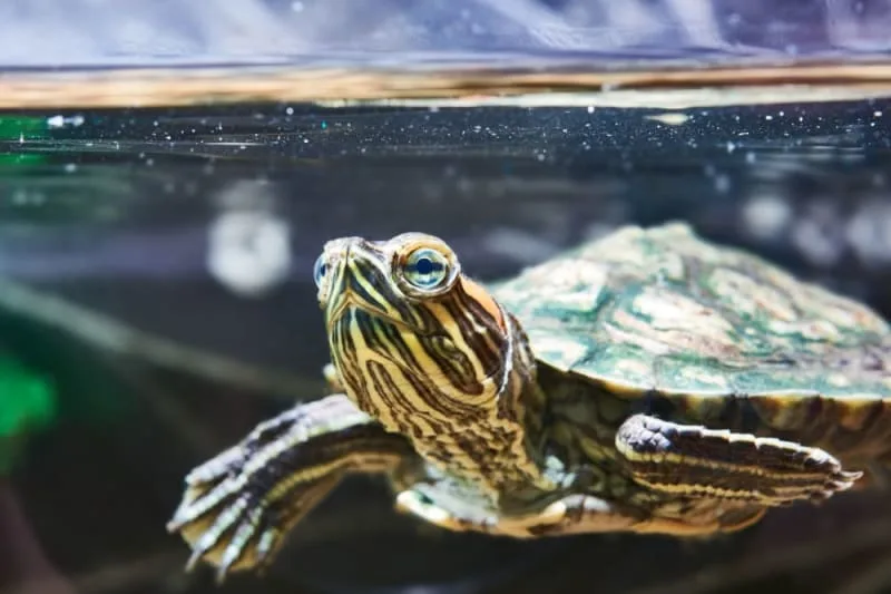 Is a Sea Turtle a Reptile or Amphibian?