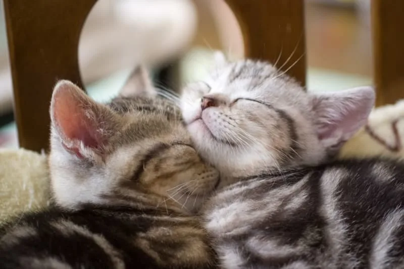 How to Take Care of a Kitten: Complete Guide