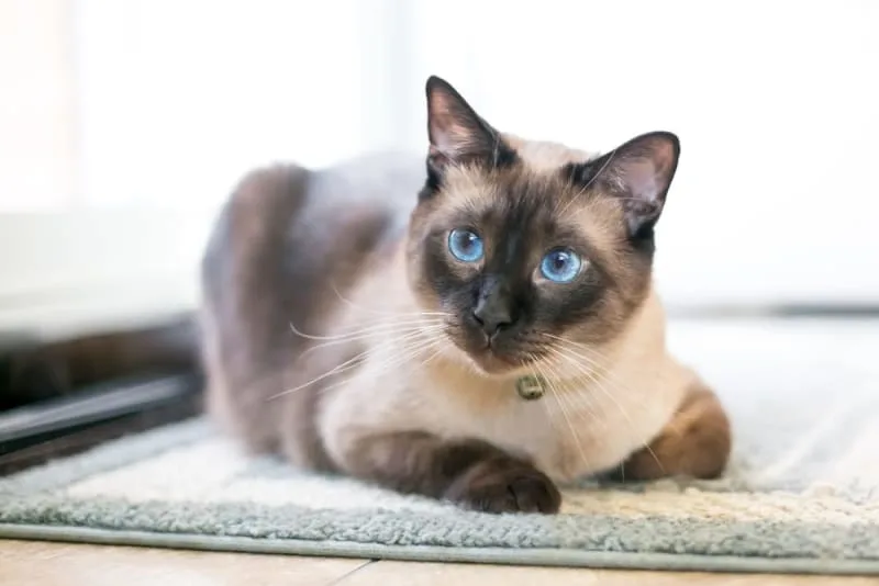 Cat Breeds That Live The Longest