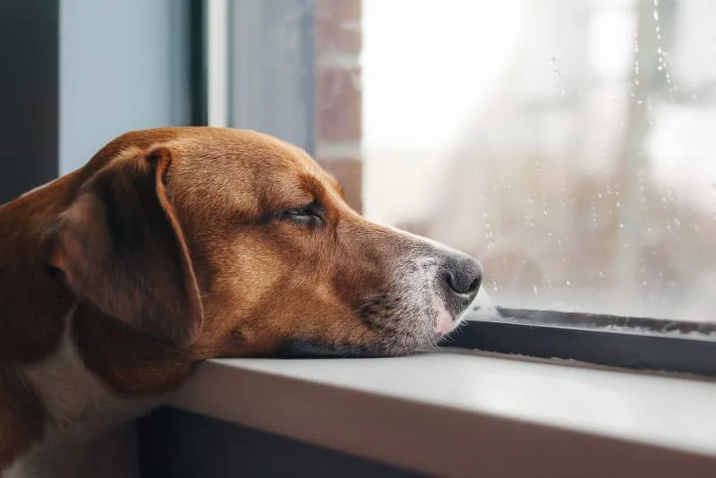 Bloody Stool In Dogs: Causes And Treatment