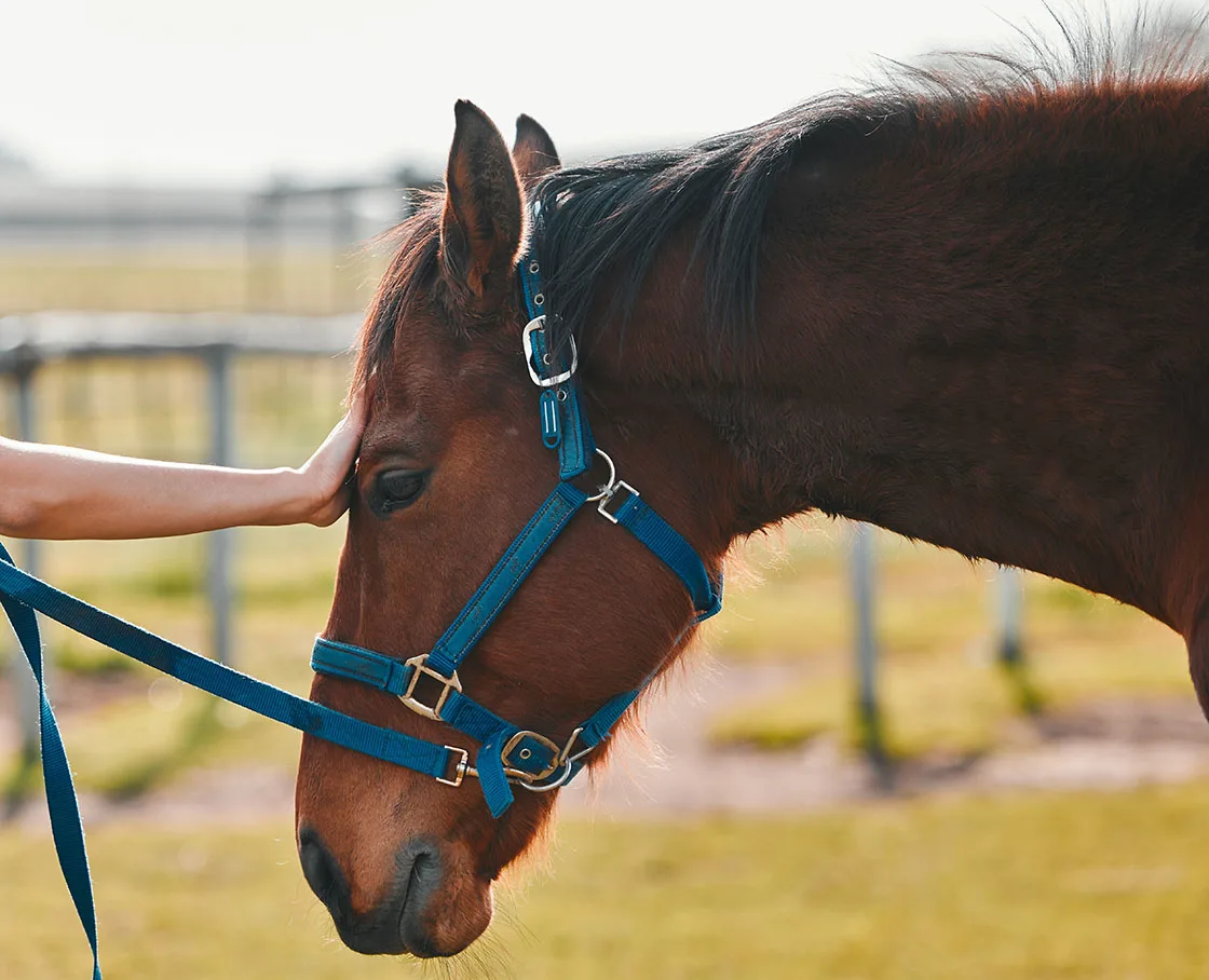 horse with blue halter and hand on blaze