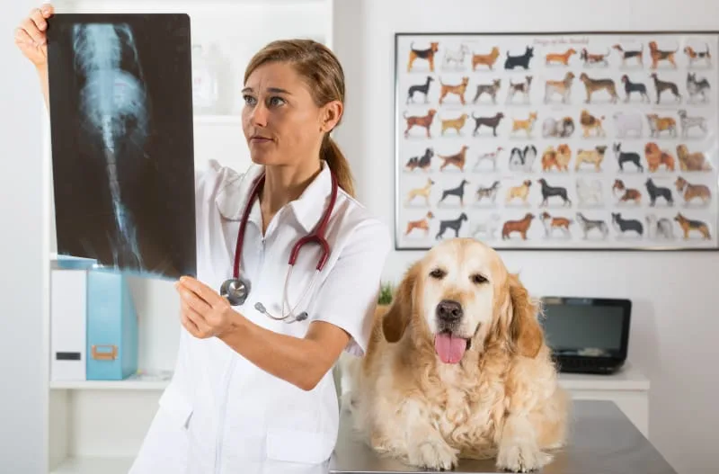 Are X-rays Safe For Dogs?