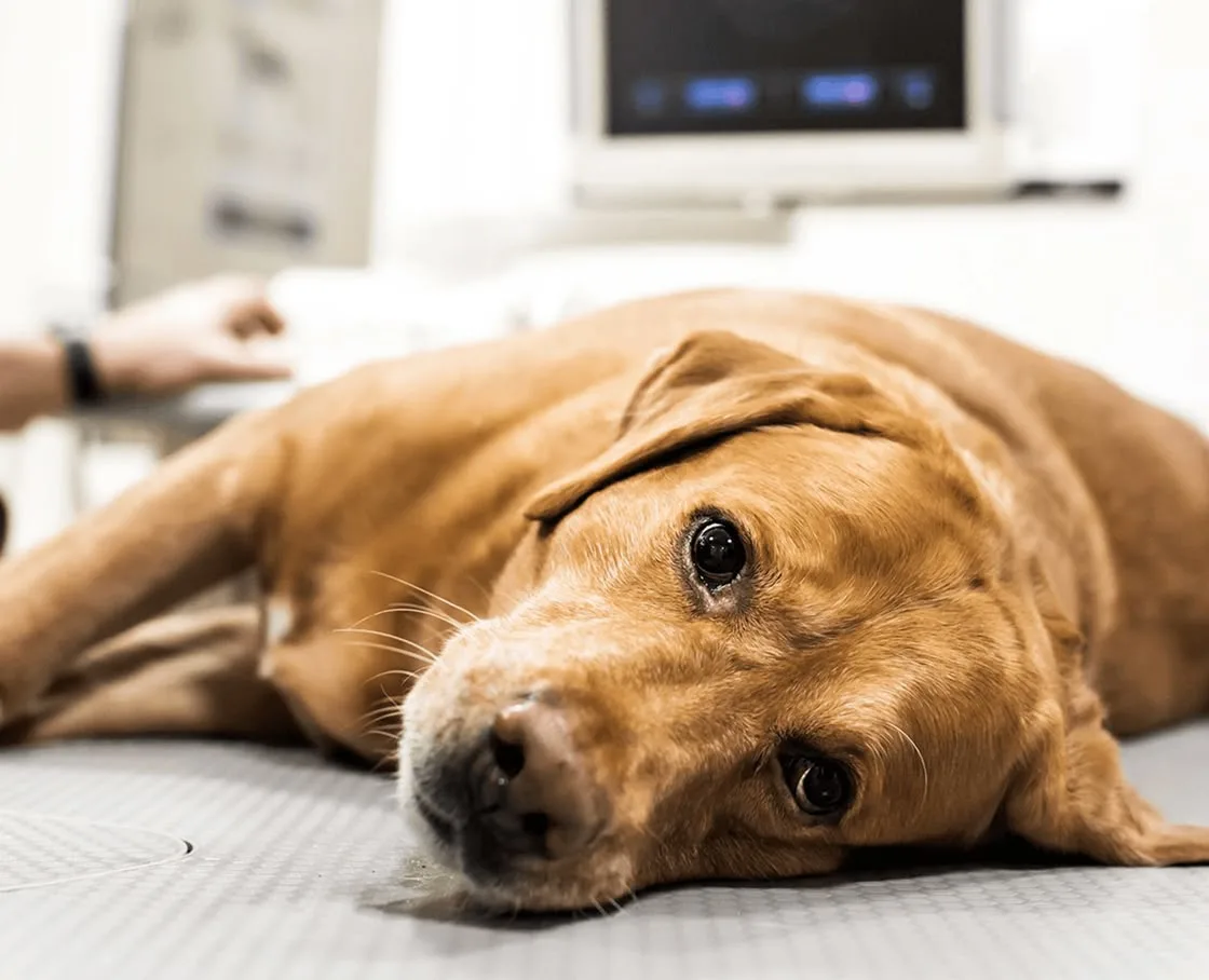 A golden dog lies on a mat, gazing at the camera at the vet.