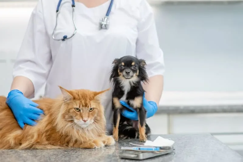 What to Expect When you Attend a Wellness Exam for your Pet