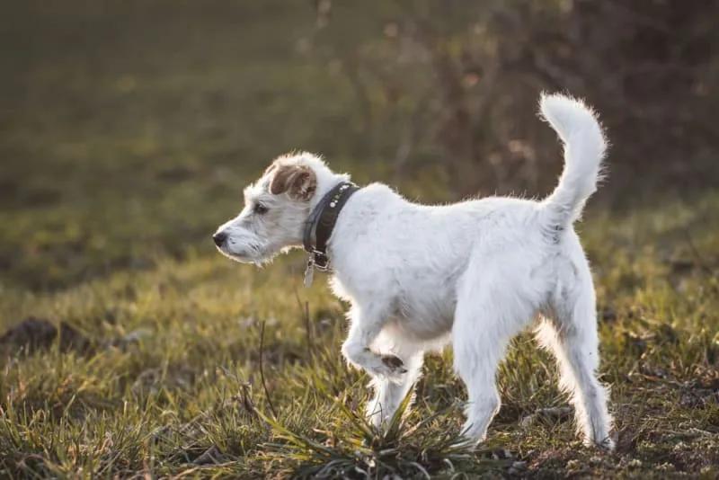 My dog is limping, is it a vet emergency?