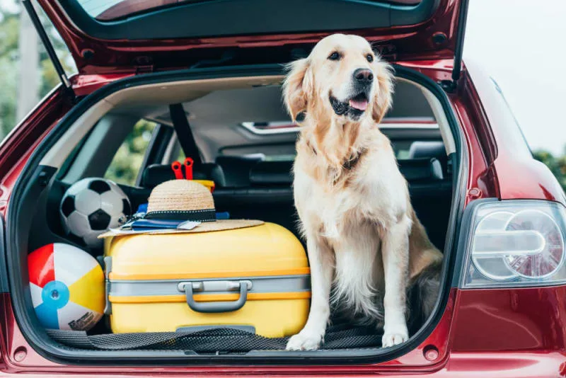 Road Trip With Your Dog: Everything You Should Know