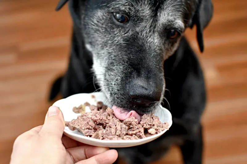 What You Should Feed Your Senior Dog