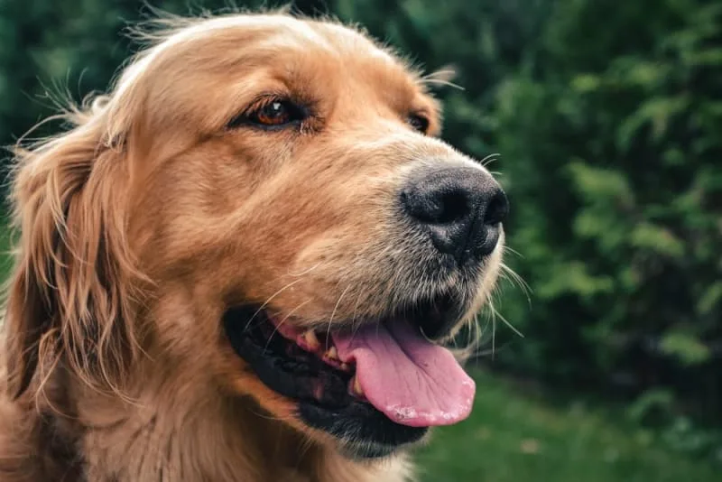 Bad Breath in Dogs: Causes & Remedies