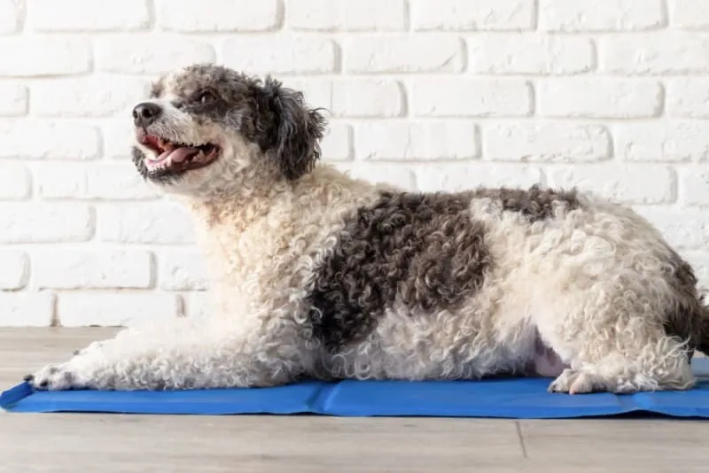 All About Rabies in Dogs