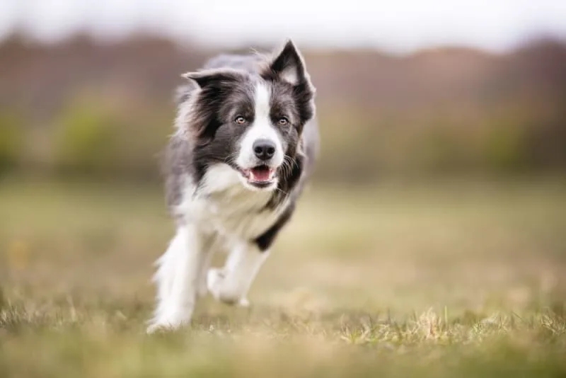 What to Expect From Your Dog's Knee Surgery