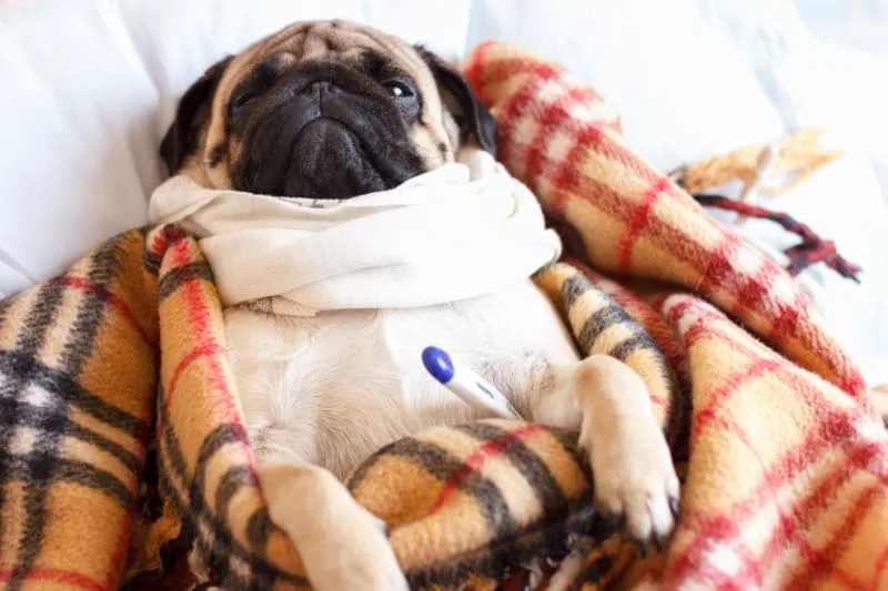 Giardia in Dogs